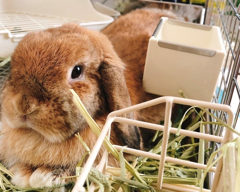 いつの間にか うさぎ好き になっていた 夫婦とうさぎの生活 いい部屋ペット いい部屋ネット 公式 Note