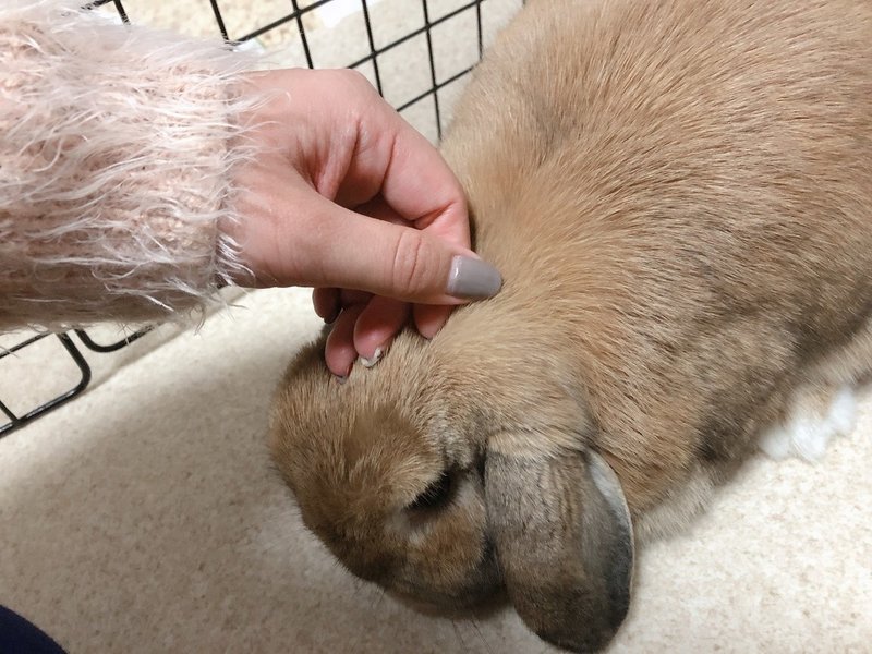 いつの間にか うさぎ好き になっていた 夫婦とうさぎの生活 いい部屋ペット いい部屋ネット 公式 Note いつの間にか うさぎ好き になっていた 夫婦とうさぎの生活 いい部屋ペット いい部屋ネット 公式 Note