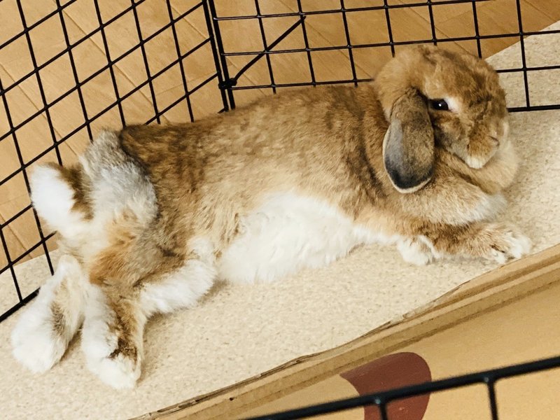 いつの間にか うさぎ好き になっていた 夫婦とうさぎの生活 いい部屋ペット いい部屋ネット 公式 Note