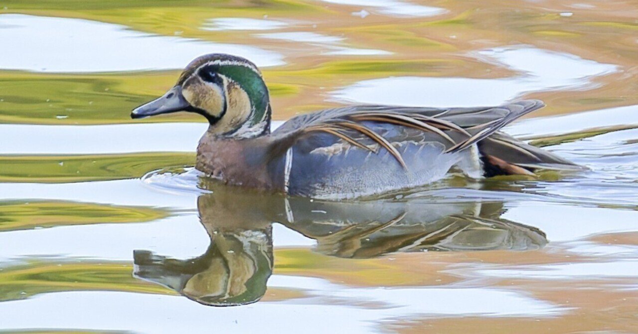 トモエガモ(巴鴨)｜Miya