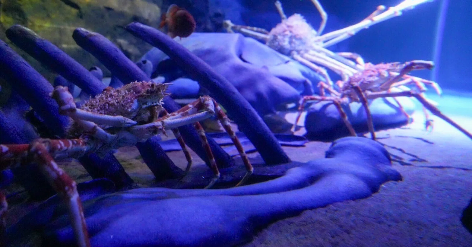 竹島水族館の貸切イベントに参加してきた｜haru