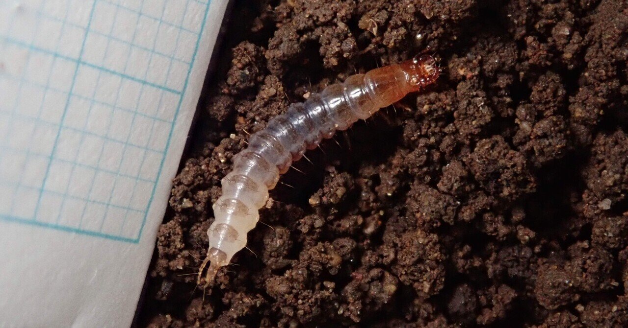 セアカヒラタゴミムシ？2齢幼虫の白濁と膨張｜トモロウ