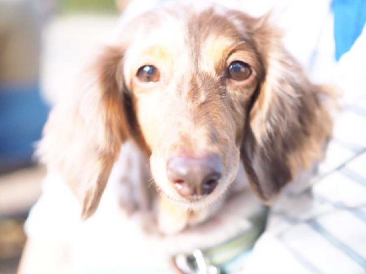 愛犬オカメの死を漫画にしたことについて 悲しいだけじゃないから大丈夫 おおがきなこ 漫画家 Note 愛犬オカメの死を漫画にしたことについて 悲しいだけじゃないから大丈夫 おおがきなこ 漫画家 Note