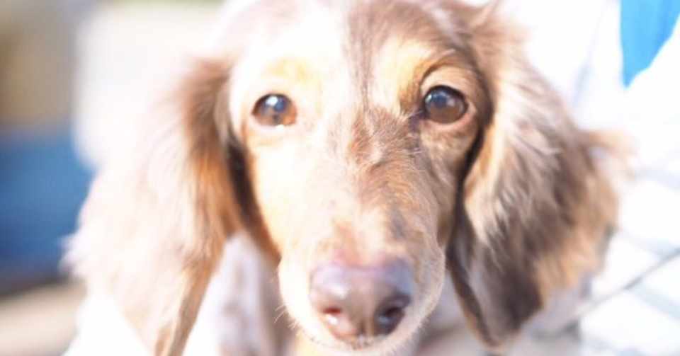 愛犬オカメの死を漫画にしたことについて 悲しいだけじゃないから大丈夫 おおがきなこ 漫画家 Note