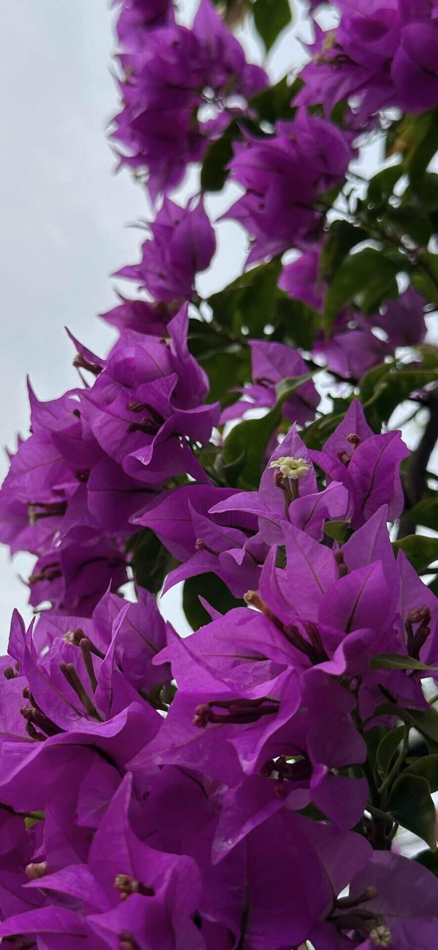 サンデリアナ パープル ブーゲンビリアの巨木｜EGGSEED