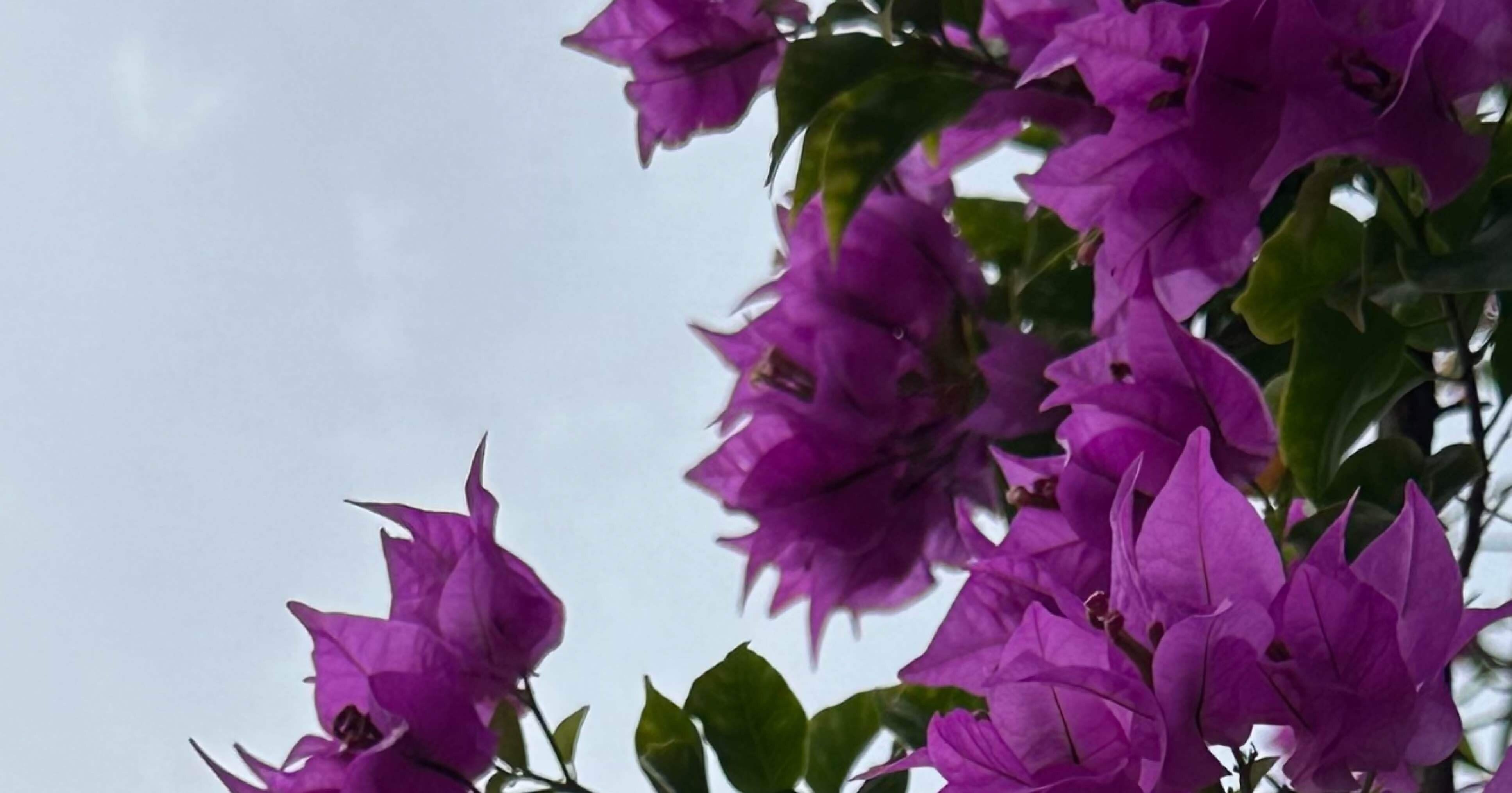 サンデリアナ パープル ブーゲンビリアの巨木｜EGGSEED