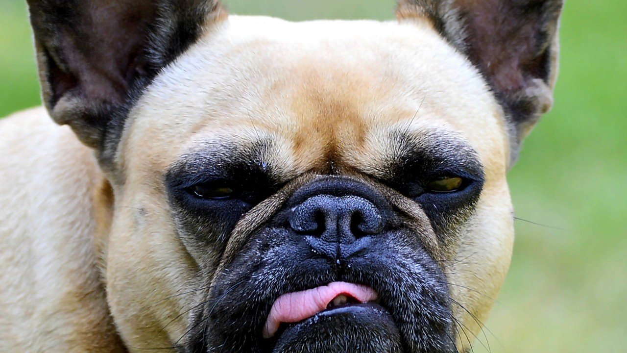 ニュージーランドの動物 Dr 佐野のペットの麻酔 Note