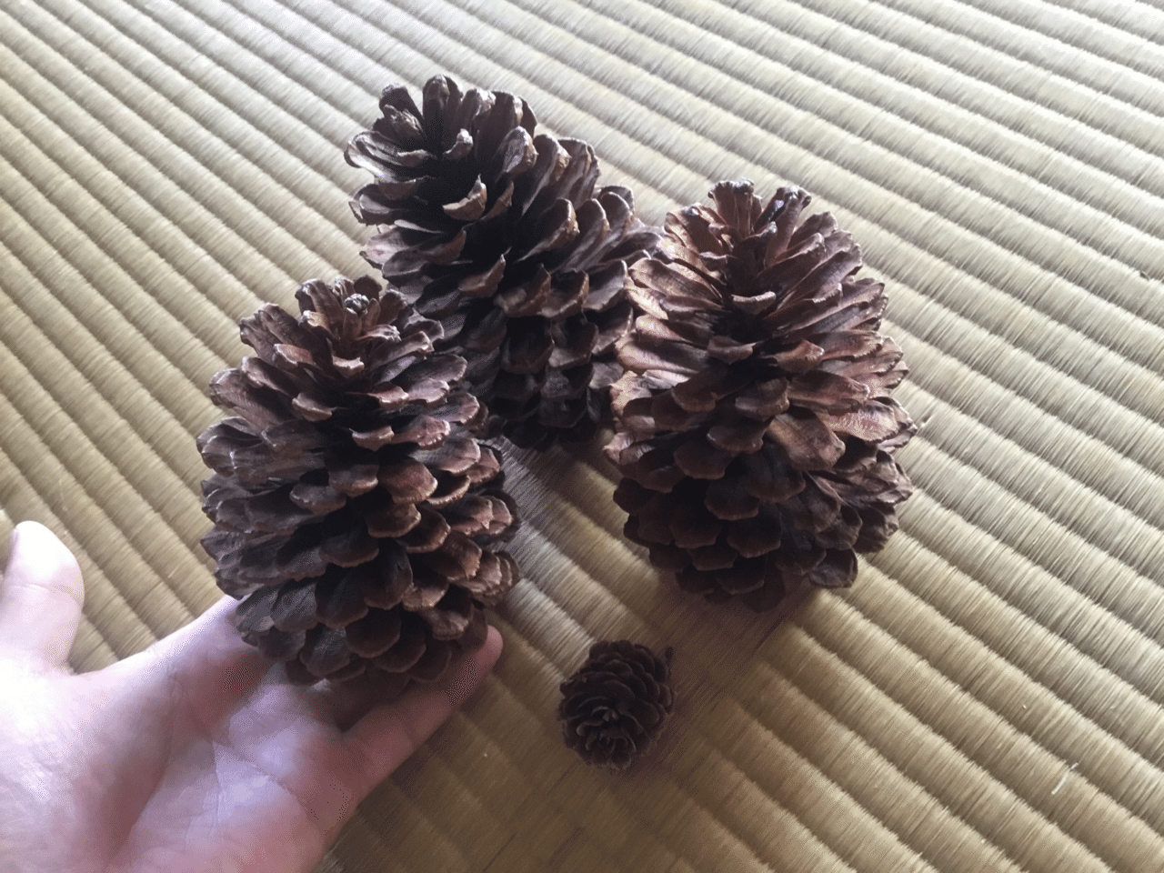 大王松ぼっくり！ （Pinus palustris）ちな、ちっちゃいのが唐松