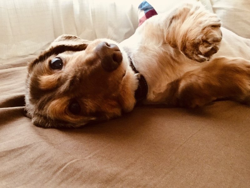 愛犬オカメの死を漫画にしたことについて 悲しいだけじゃないから大丈夫 おおがきなこ 漫画家 Note