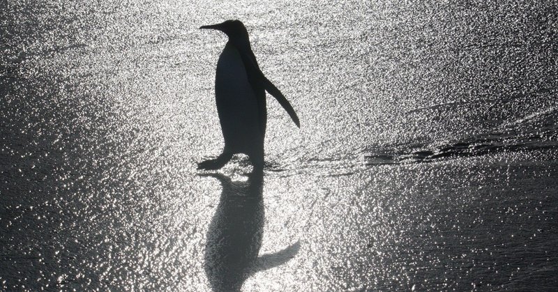 [論文自己紹介] キングペンギンの泳ぐ速さは暗くなるにつれて遅くなる