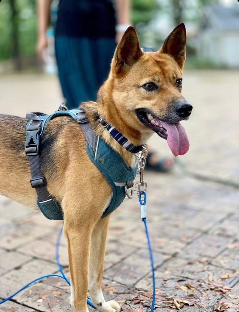 愛犬オカメの死を漫画にしたことについて 悲しいだけじゃないから大丈夫 おおがきなこ 漫画家 Note 愛犬オカメの死を漫画にしたことについて 悲しいだけじゃないから大丈夫 おおがきなこ 漫画家 Note
