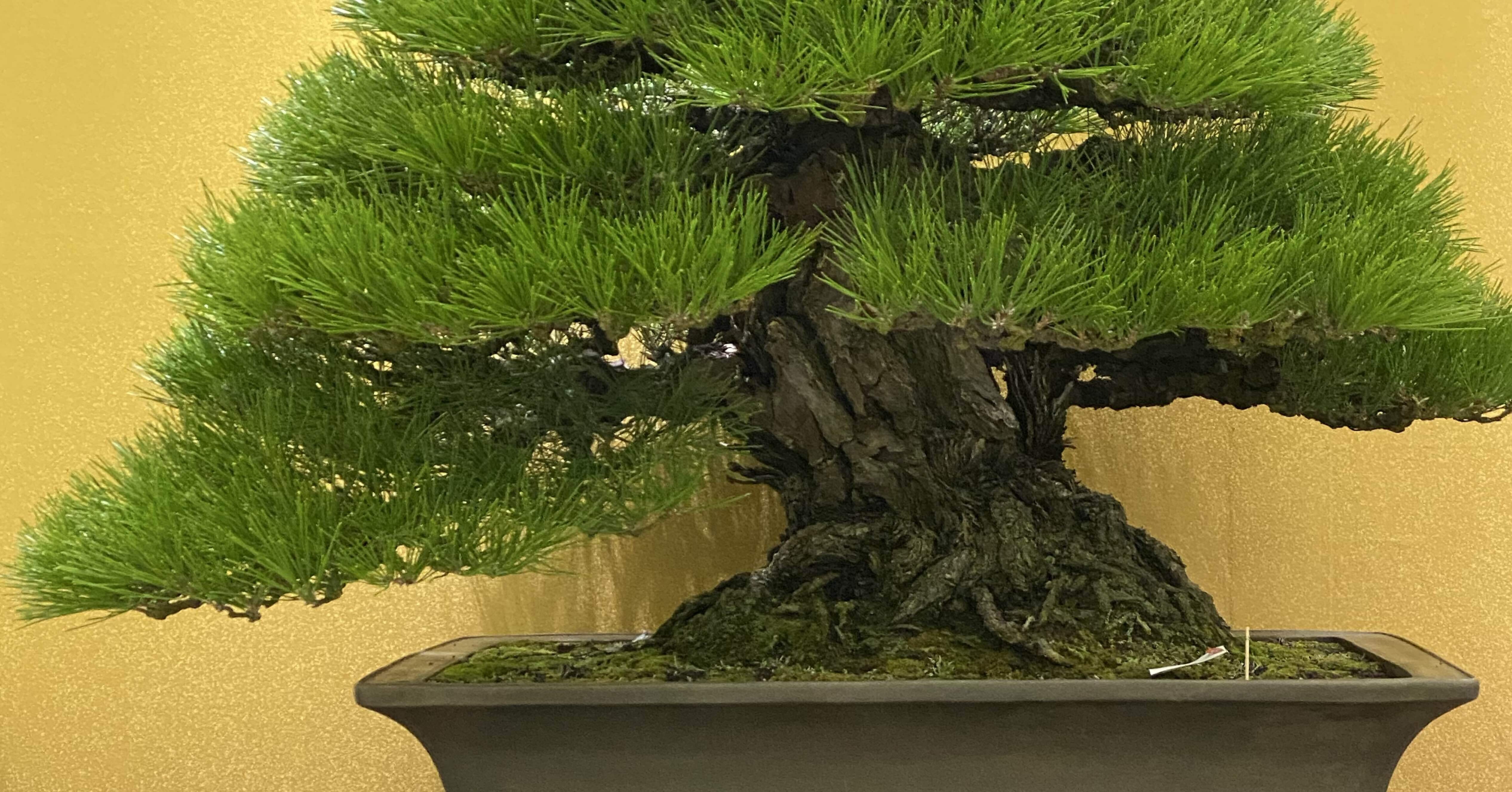 黒松盆栽「日暮し」｜Bonsai Crazy