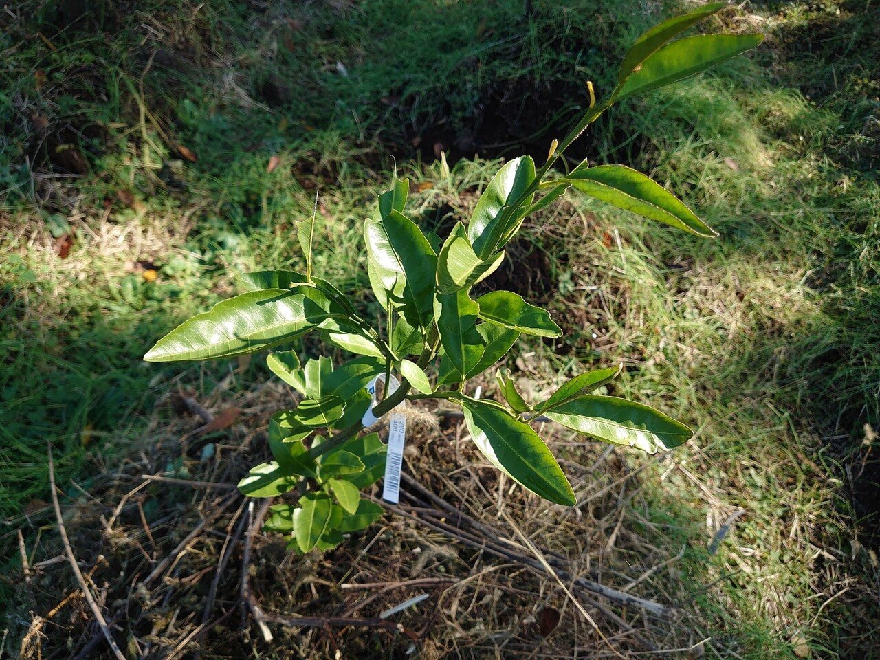 畑日誌、イチジクの苗木を二株植え付け｜内野知樹