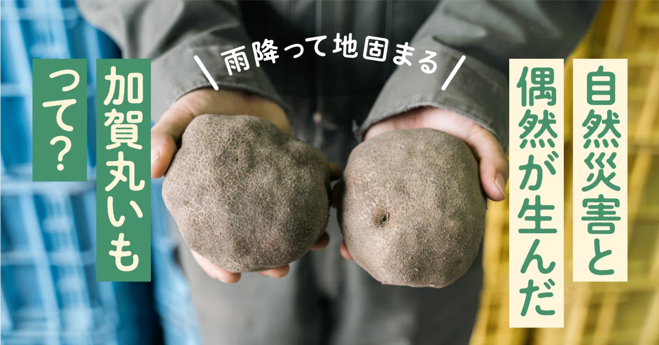 雨降って地固まる。自然災害と偶然が生んだ「加賀丸いも」って