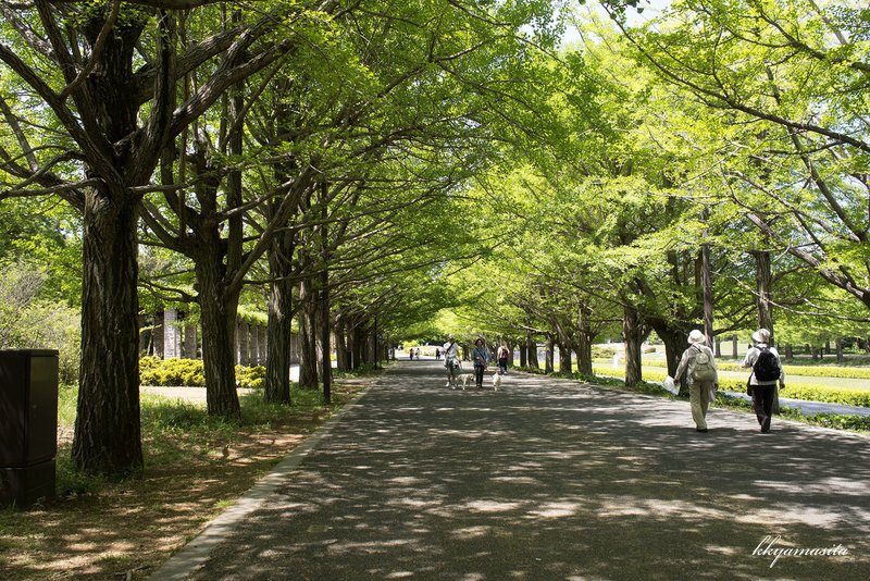 昭和記念公園 春 Kkyamasita Note 昭和記念公園 春 Kkyamasita Note