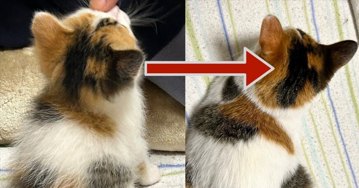 これぞ遺伝子の神秘！頭にアルファベットの文字を持つ猫ちゃん