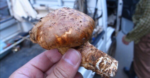 さまつについて｜川上通信