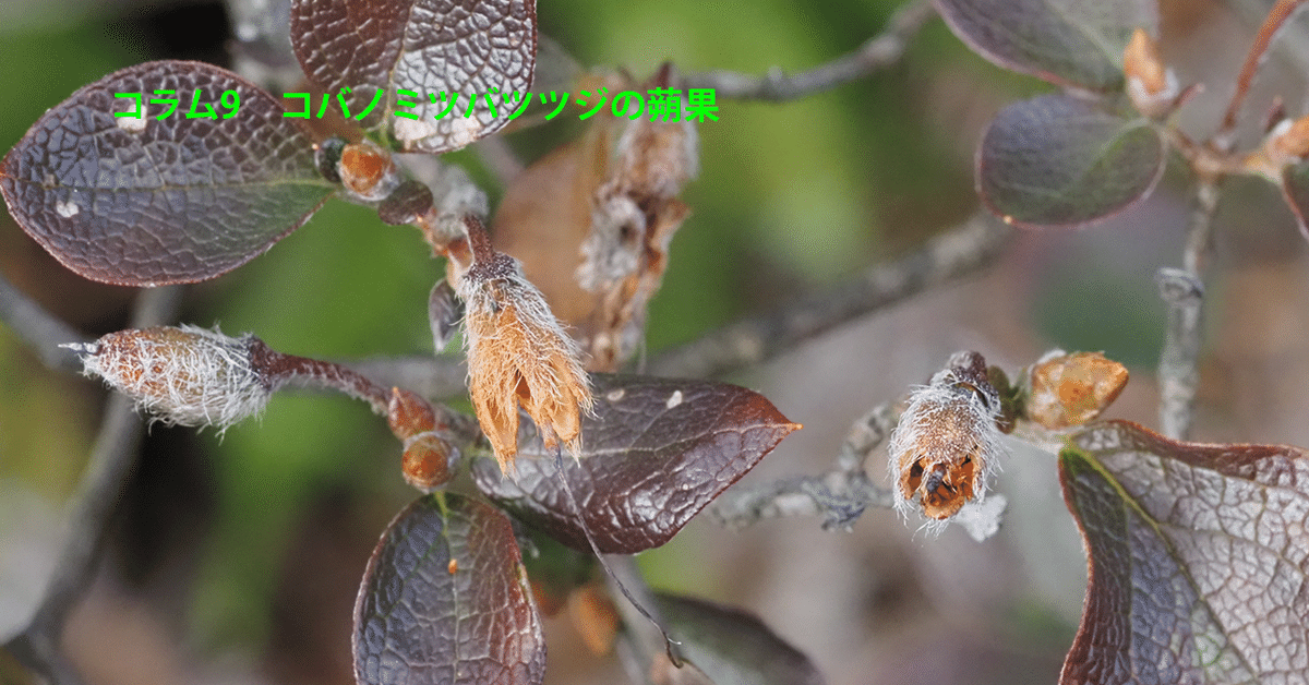 曲線美。山採りミツバツツジ。 90 山採り ミツバツツジ 200 ものすごい