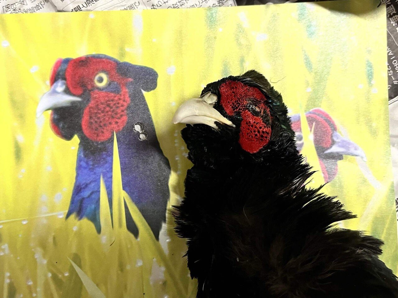 あなだらけの銃弾 キジ的の遊び方〜38TUNESターゲット｜サンパチ チューンズ (Yuu Miyahara)