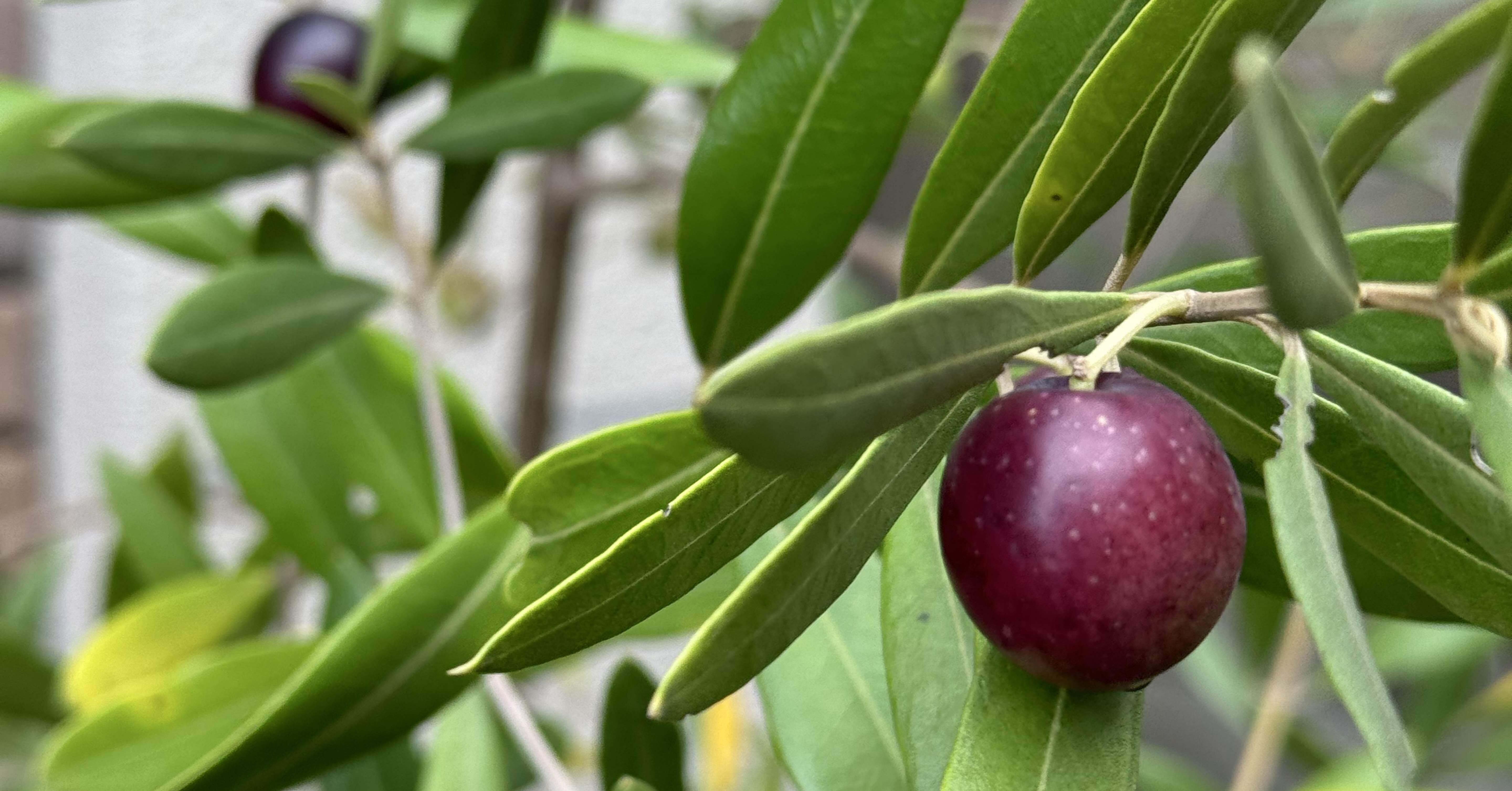 今年も育てたオリーブを収穫して実食｜さやぷ