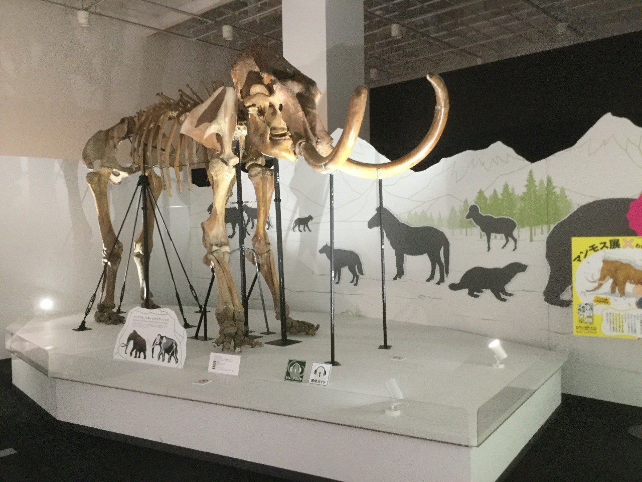 マンモスの肉はまずいらしい。｜夜代一奇