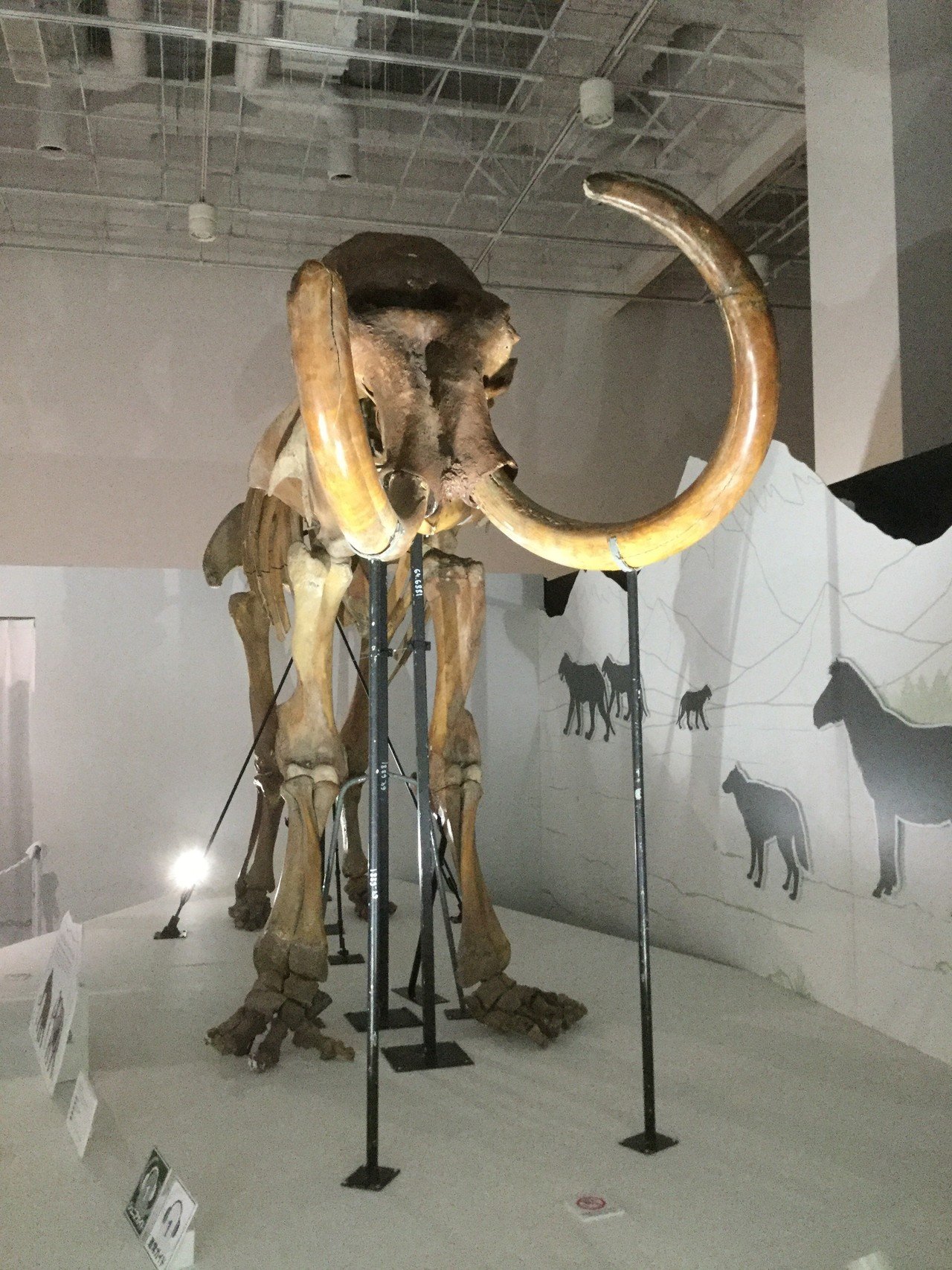 マンモスの肉はまずいらしい。｜夜代一奇