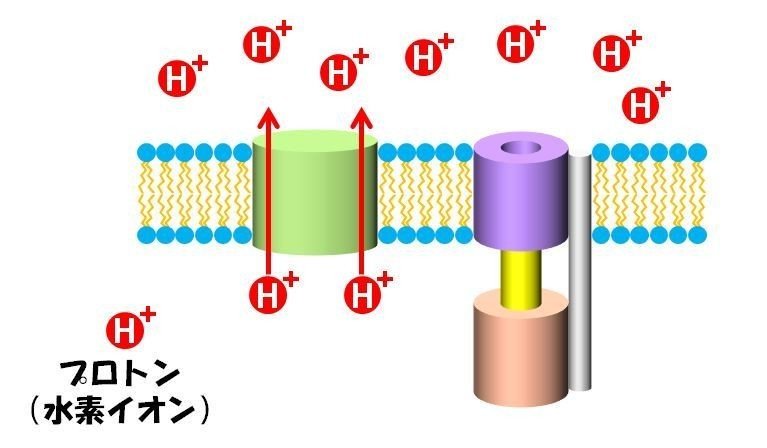 003_プロトン汲み上げ