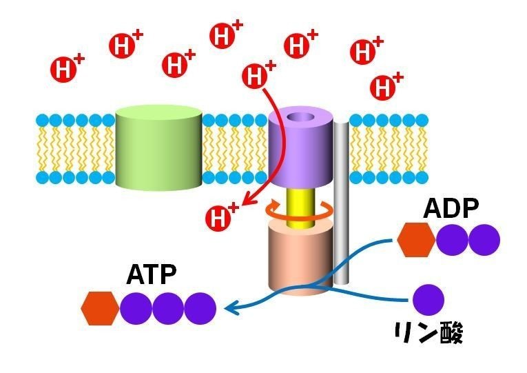 004_ATP合成