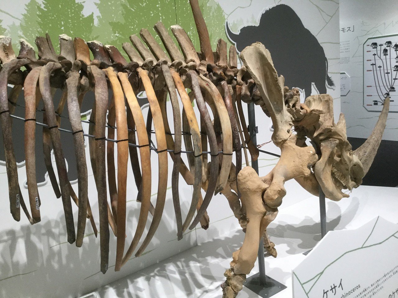 マンモスの肉はまずいらしい。｜夜代一奇