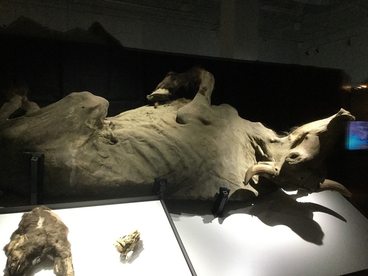 マンモスの肉はまずいらしい。｜夜代一奇