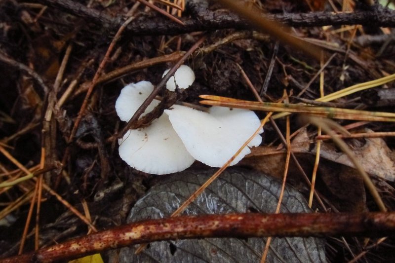 きのこ 大山ゲストハウス寿庵 Note