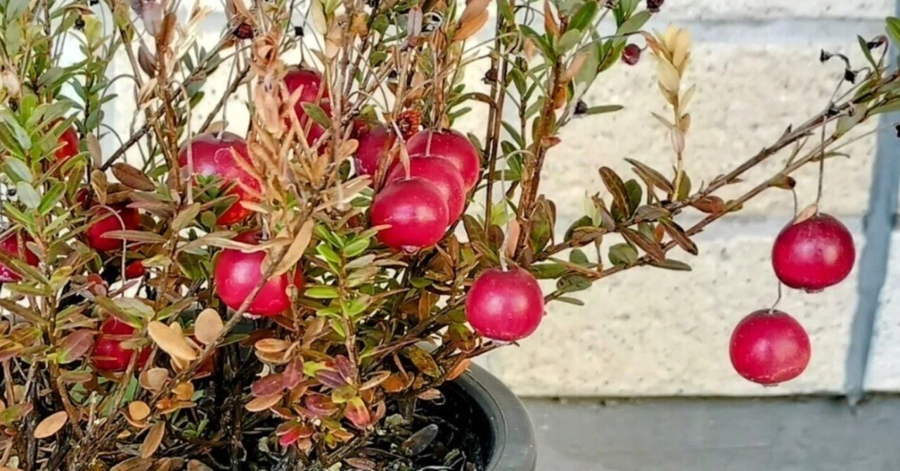 I welcomed cranberries to my balcony orchard! Thanksgiving dinner