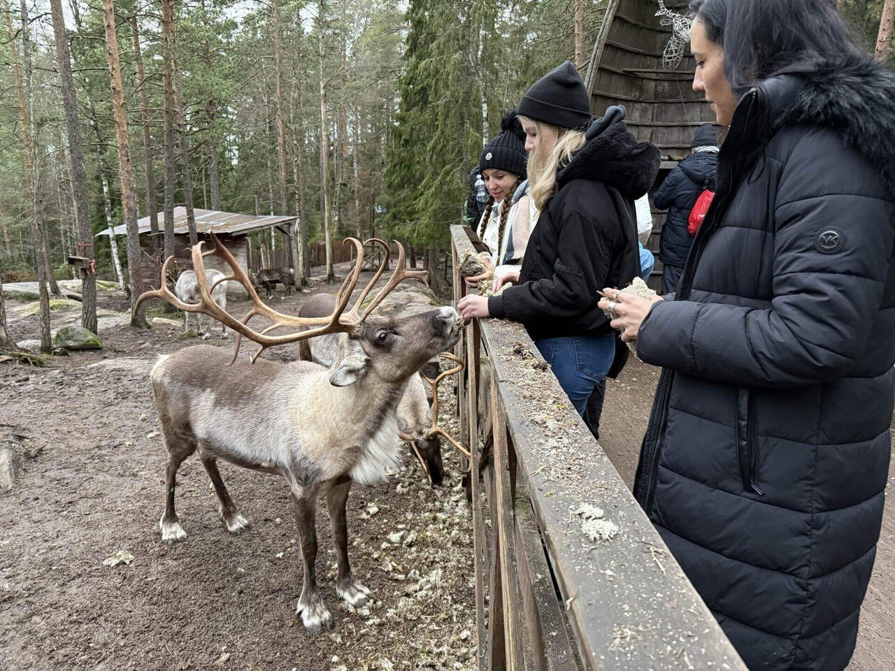 フィンランドでクリスマス前のトナカイに会いに行く｜kokko🌻