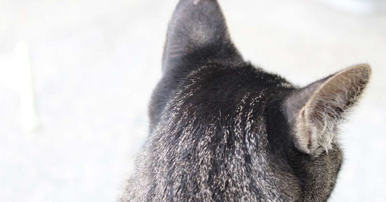 Ngantuoisoneo4 新しい 僕は道を歩いていてときどきクスッと笑うことがある