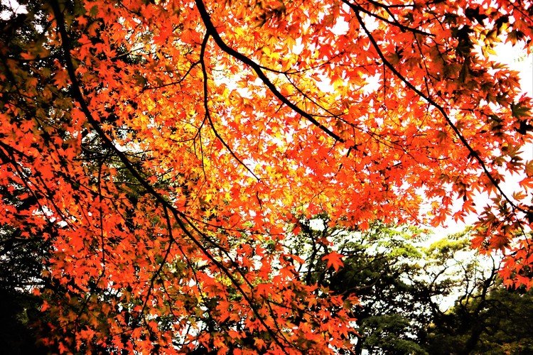 そろそろ秋は終わりだなぁと思って写真を整理していたら、この写真が私に語りかけてるような気がした。「君が撮った秋はまだ、こんなにも赤いよ」と。そういえば、いつもなら紅葉なんて、ほとんど見もしないままに、秋が終わったのかも知らないでいたけれど、こうして見て感じて撮った写真によって、今の私は季節を感じている。よかった。何か大切なものを得たような気がする。