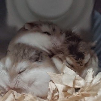 ささめさんはあざらし