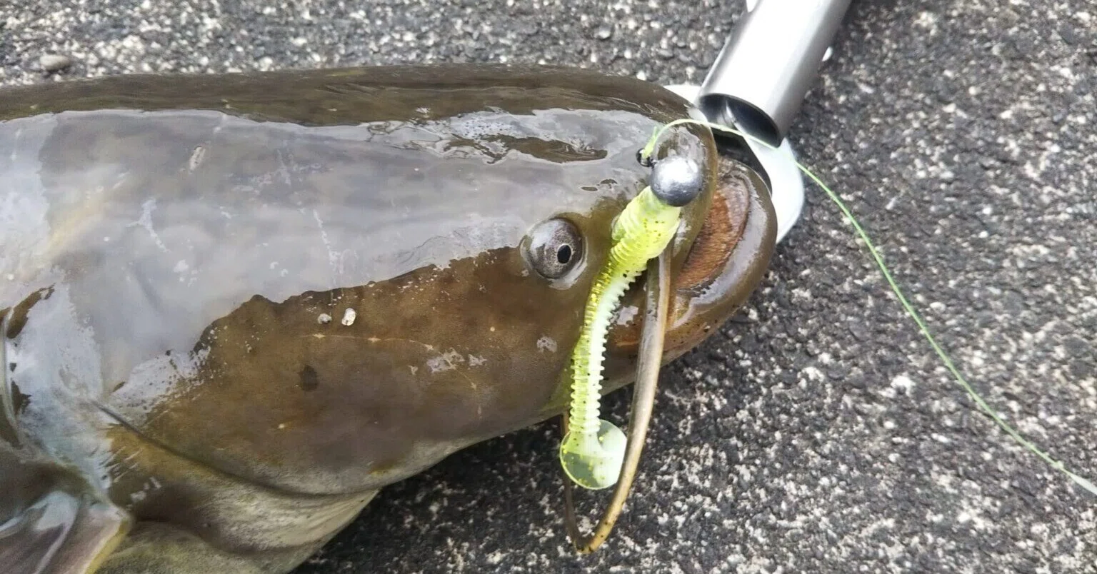 ナマズ 釣り ワーム ナマズ釣りのルアー紹介