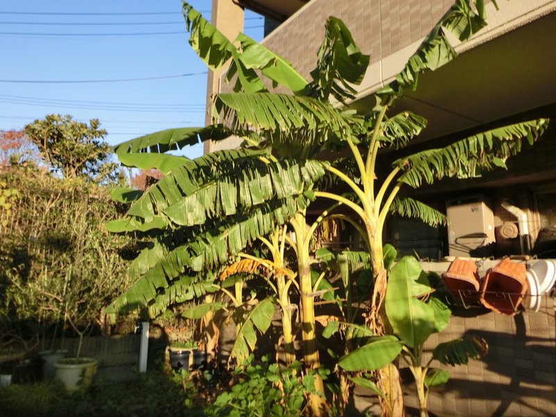 週末投稿 つれづれ有用植物 08 バショウ属 耐寒性バナナと私の想い Pingubanana Note