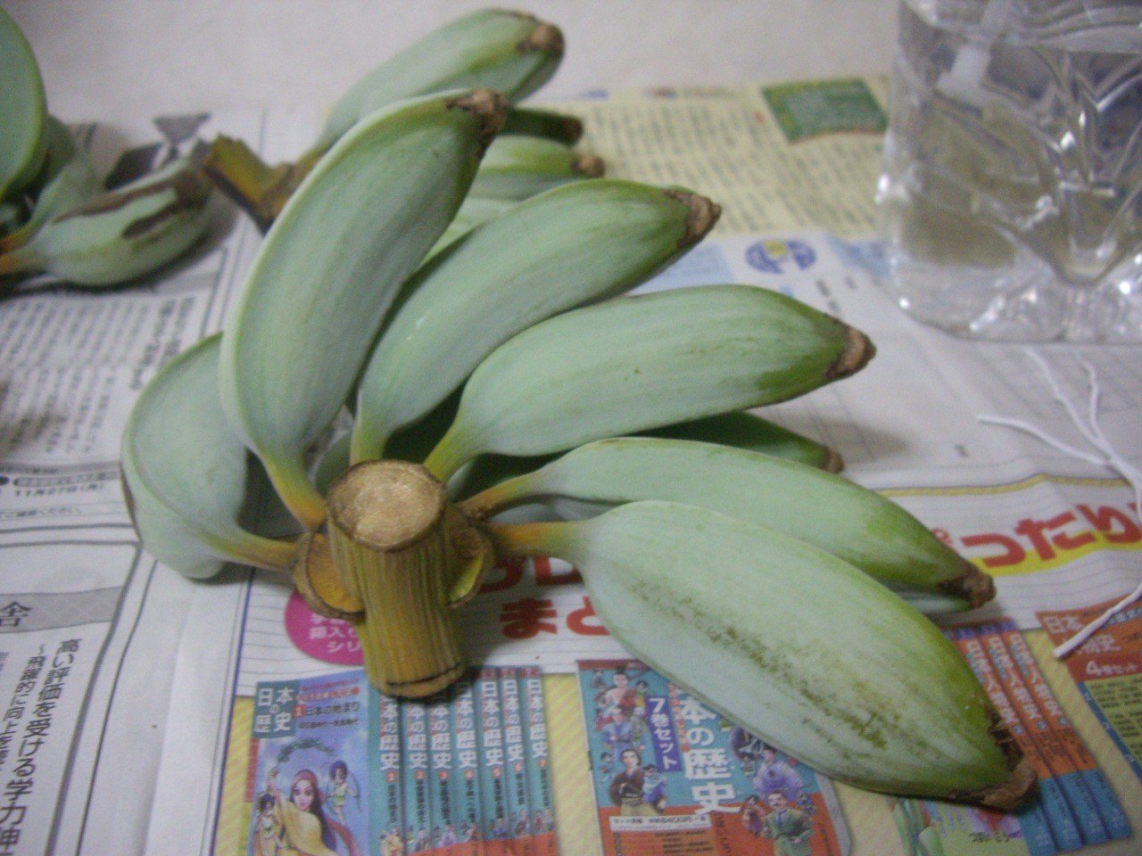 週末投稿 つれづれ有用植物 08 バショウ属 耐寒性バナナと私の想い Pingubanana Note 週末投稿 つれづれ有用植物 08 バショウ属 耐寒性バナナと私の想い Pingubanana Note