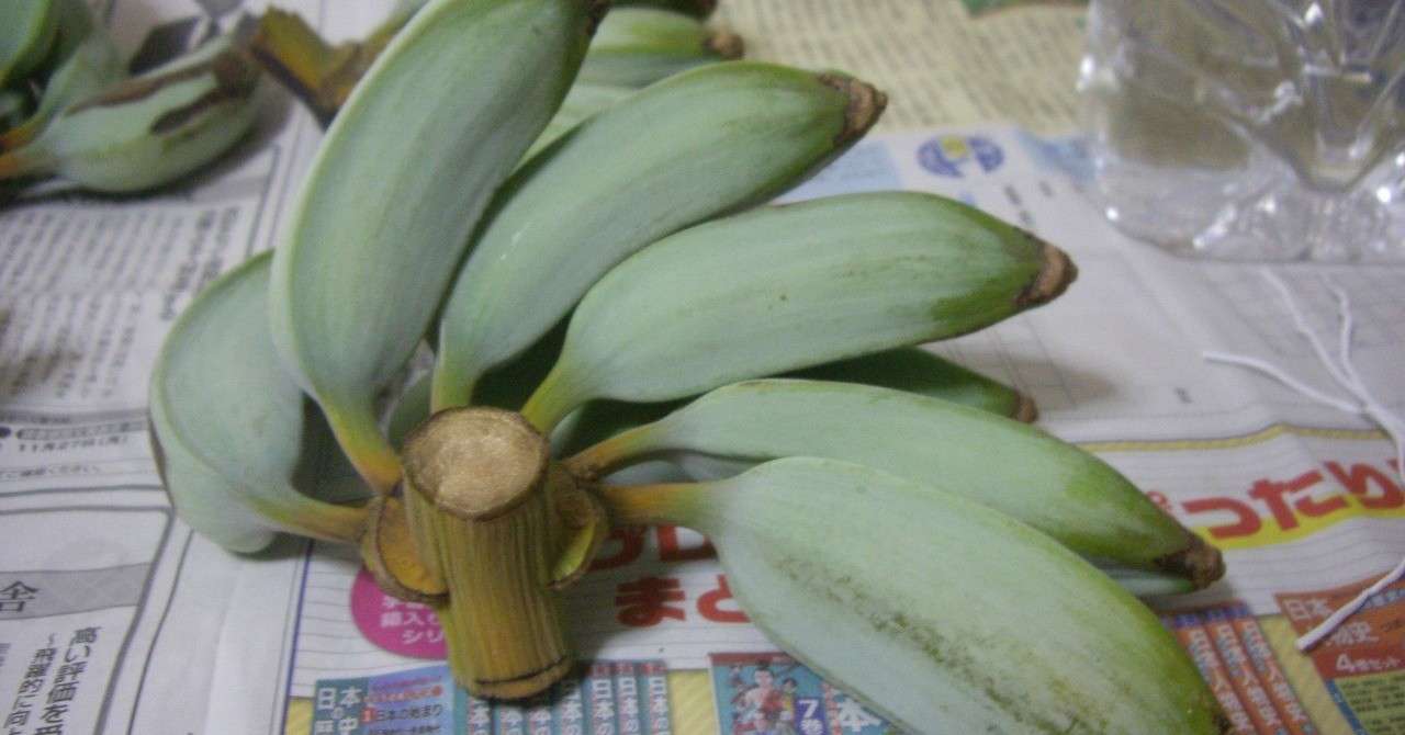 週末投稿 つれづれ有用植物 08 バショウ属 耐寒性バナナと私の想い Pingubanana Note