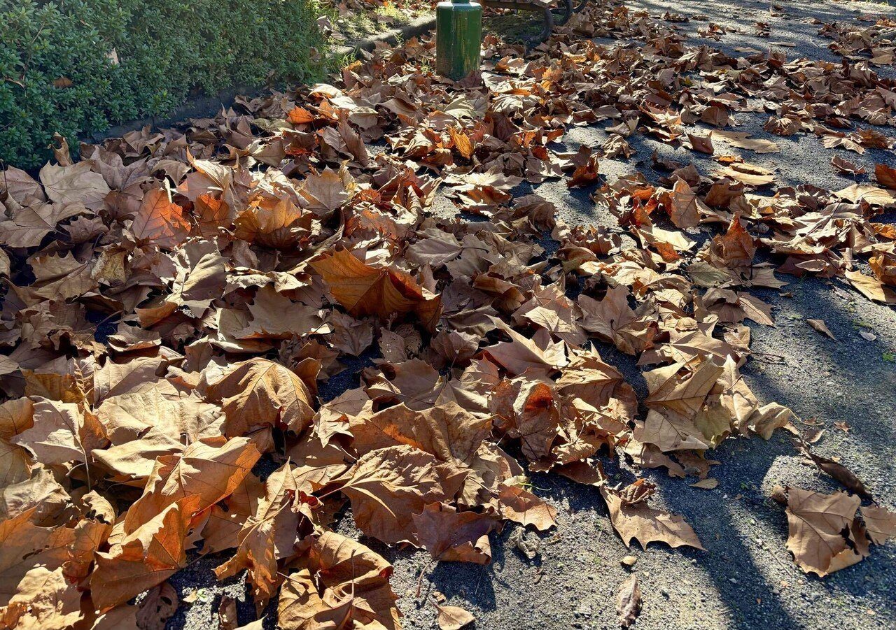 私と落ち葉との距離｜ナカソネ