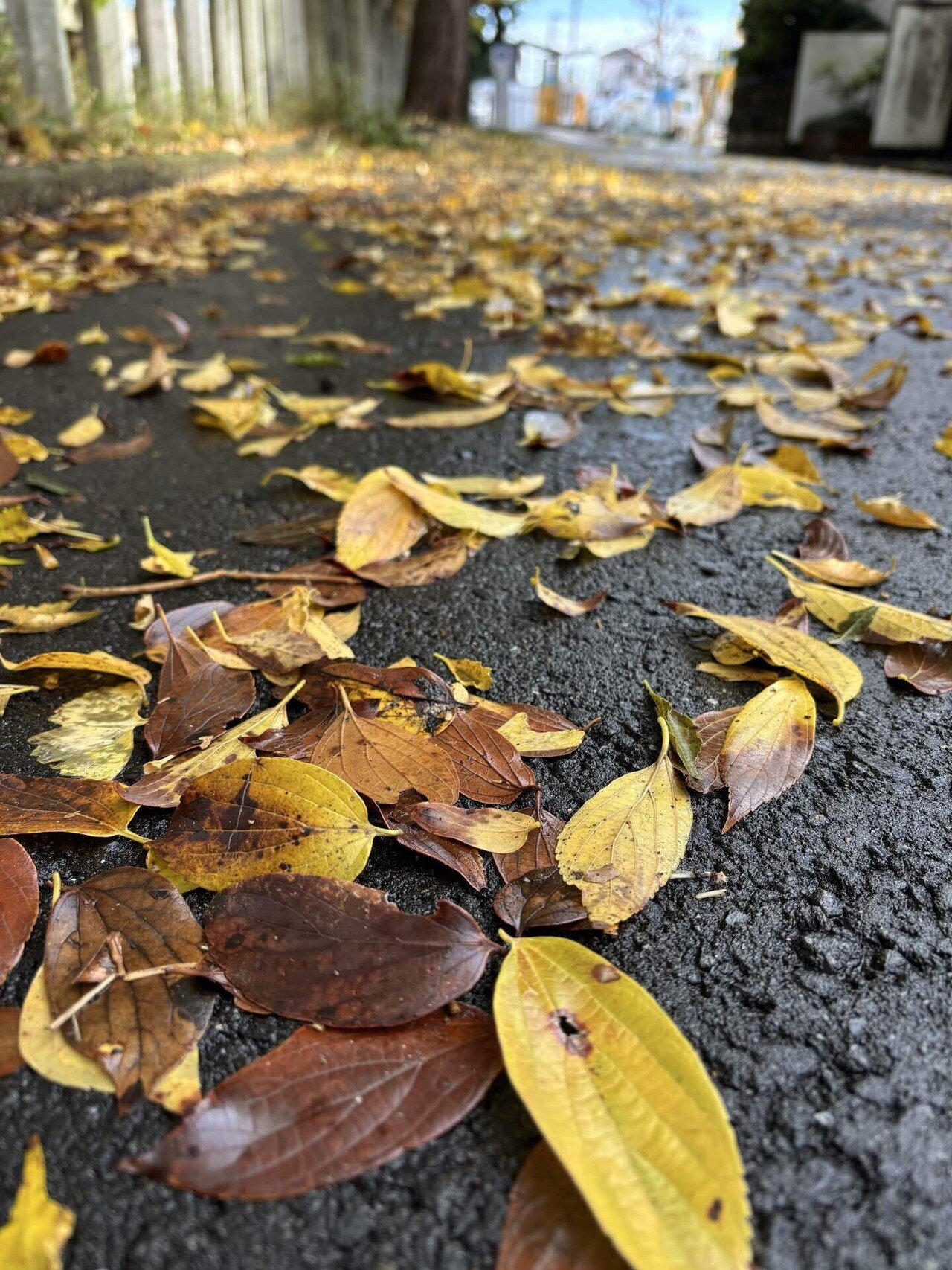 私と落ち葉との距離｜ナカソネ