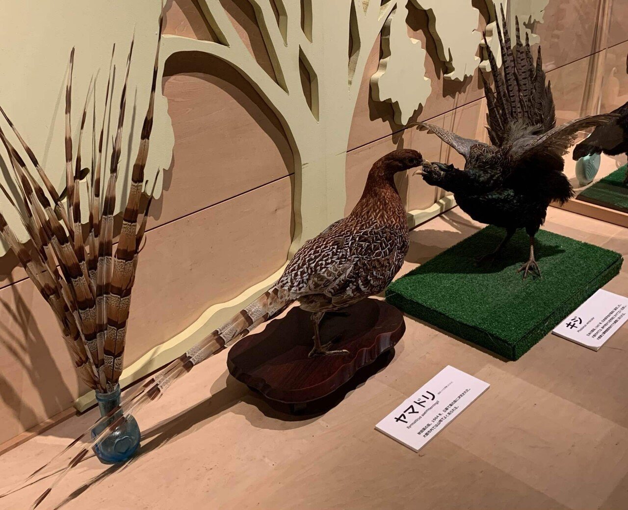 キジの剥製(はく製)