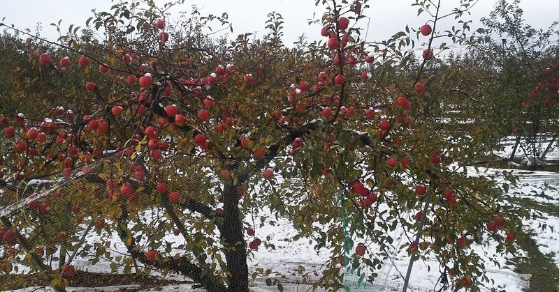 リンゴに雪