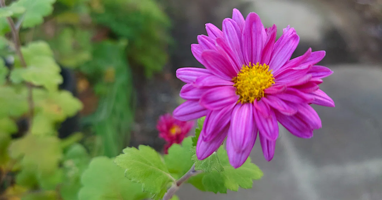 当たり前のようにある秋冬の花の名前も知らなかったことに気付く｜はらの