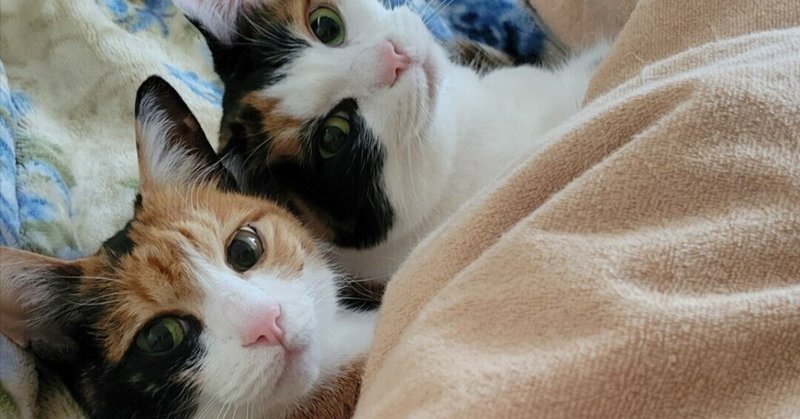 みけねこ！ワークス｜note