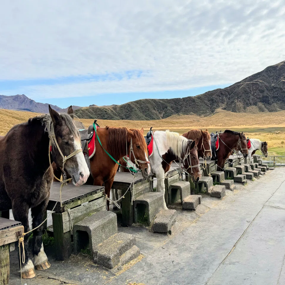 いきなり団子とエメラルドの火口｜阿蘇中岳火口🌋草千里ヶ浜🐎草千里