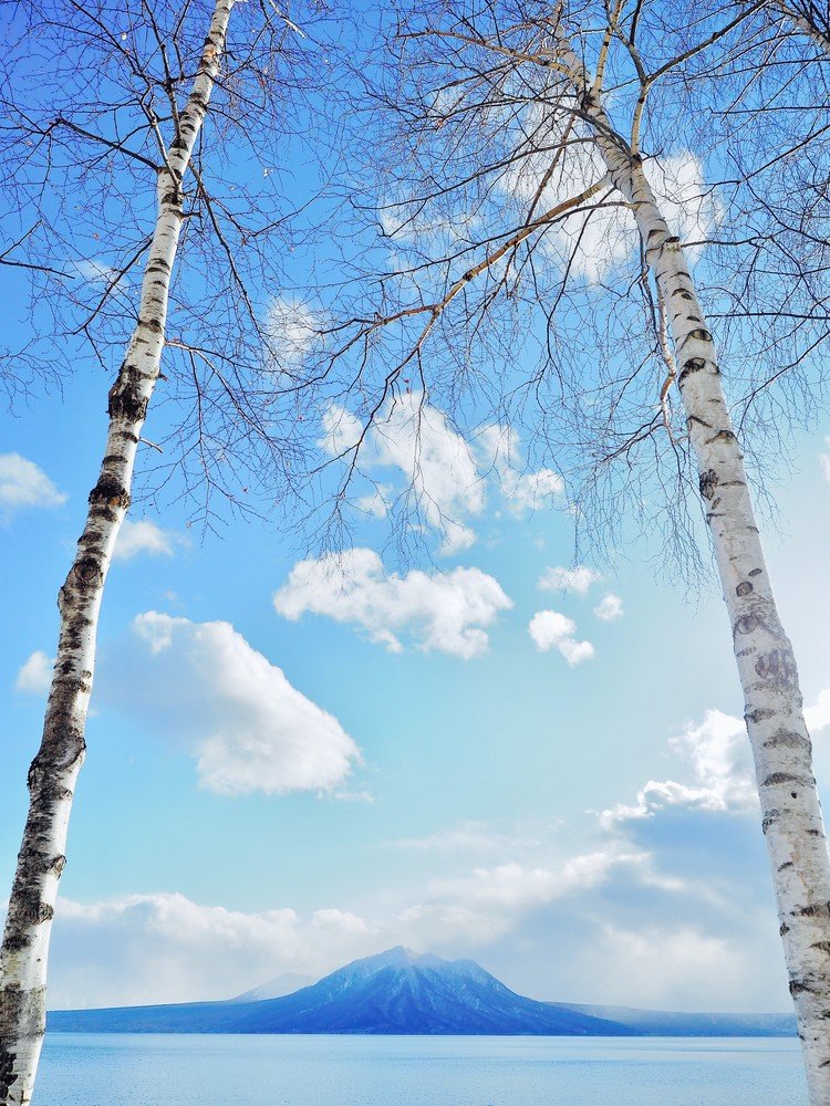 寒くなると空気が綺麗です。青い空と知り白樺、白い雲。支笏湖は冬も綺麗です。