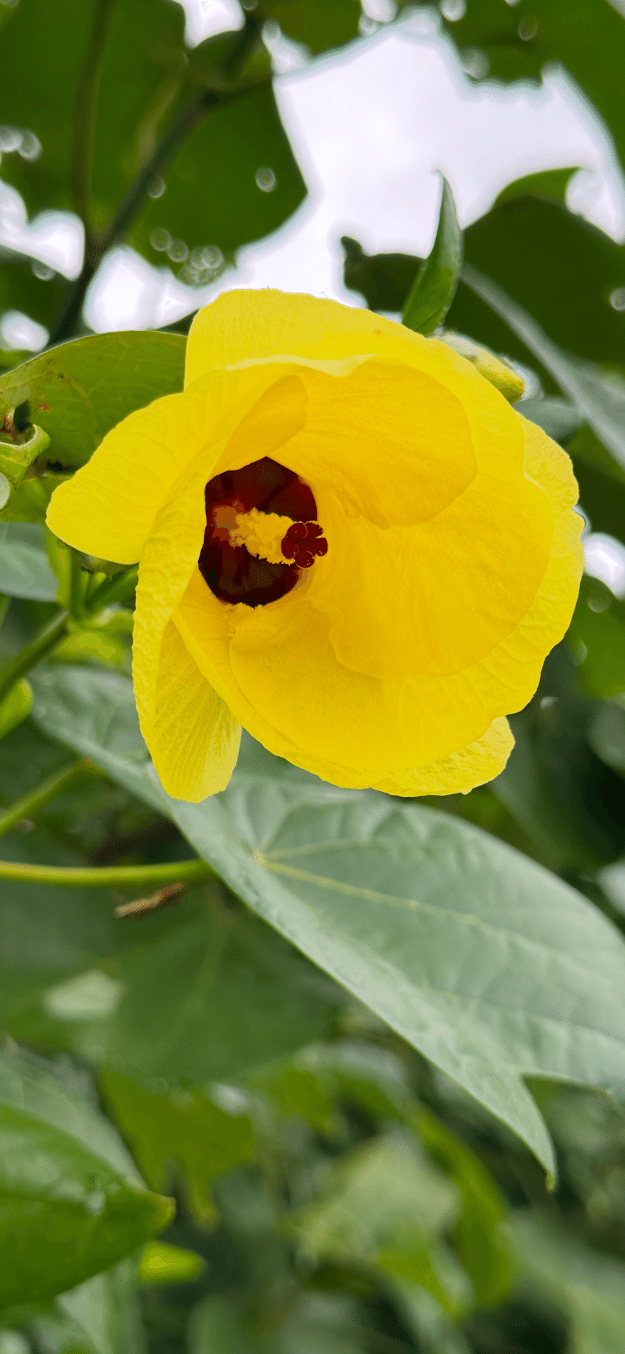 【早いもの勝ち】オオハマボウ　ユウナ　ゴツゴツ系 CATEGORY オオハマボウ(ユウナ) | 陶賊 -TOUZOKU- bonsai & po