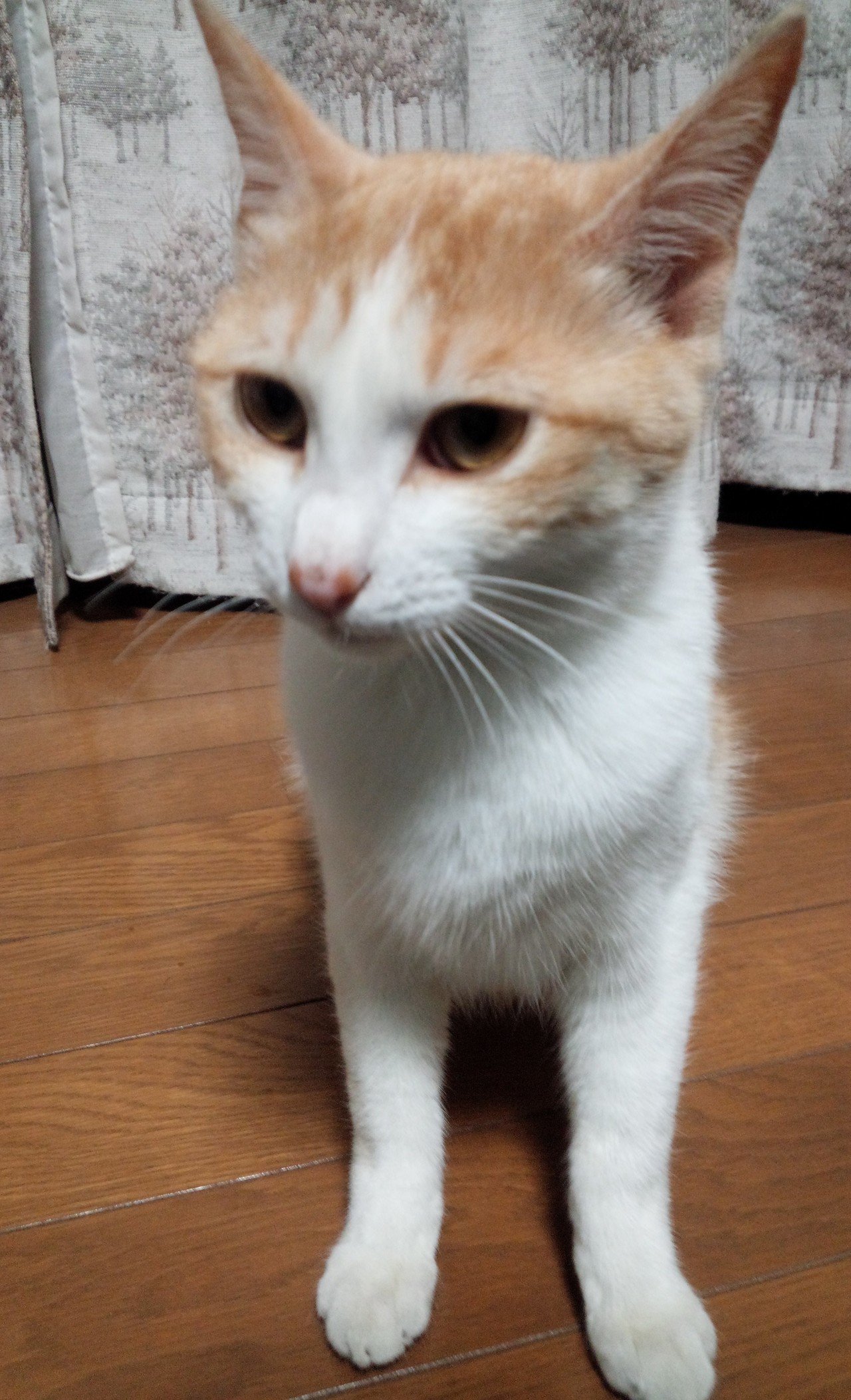 ミーちゃん Tomo Note